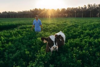 Egypt issues 907 livestock licenses and injects EGP59.850m into National Veal Project in August