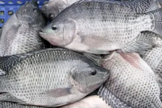 Egypt’s tilapia remains safe for now, but pollution is narrowing margin