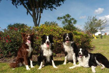 Dogs can tell when humans are happy or upset, study finds
