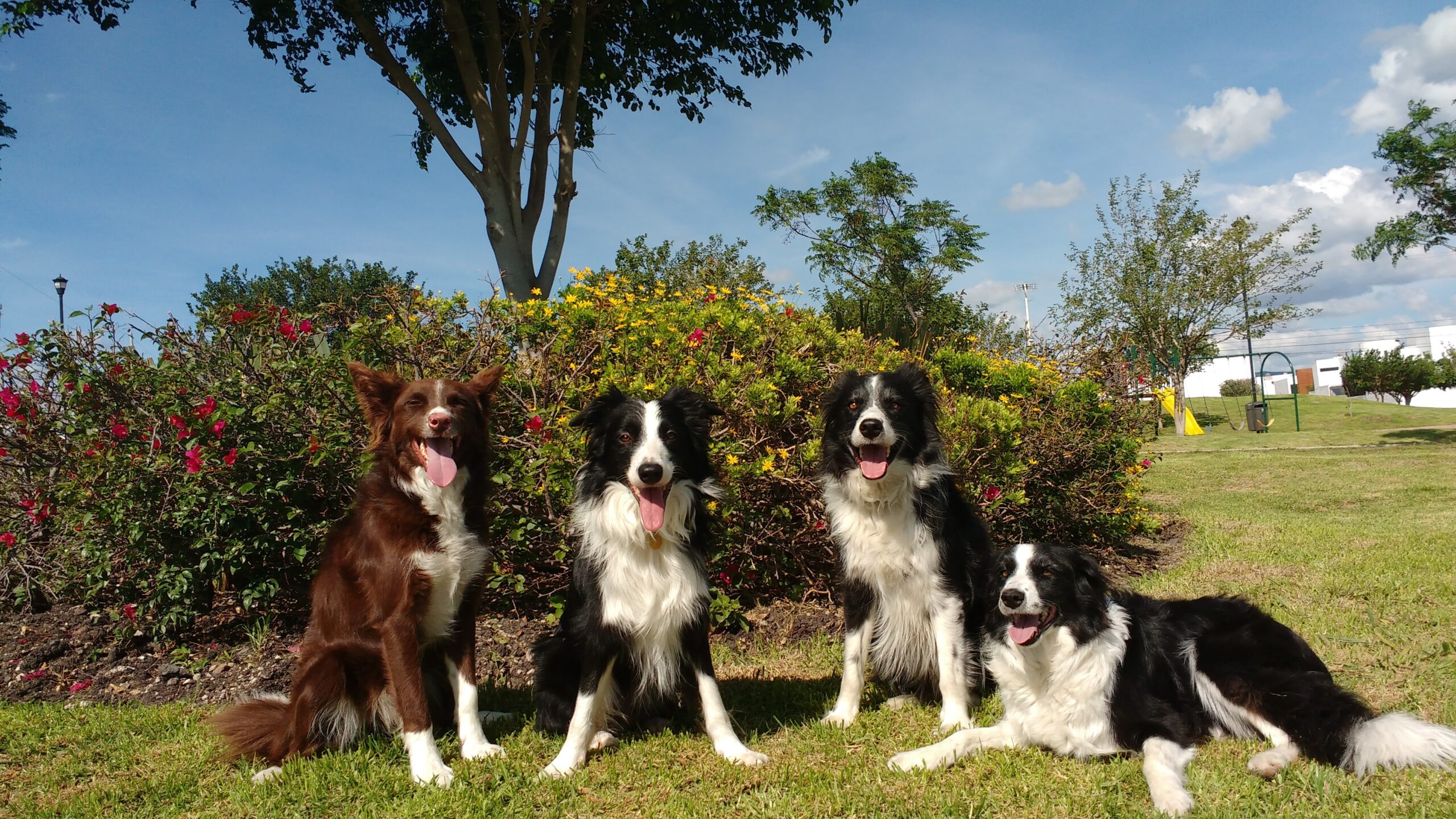 Dogs can tell when humans are happy or upset, study finds