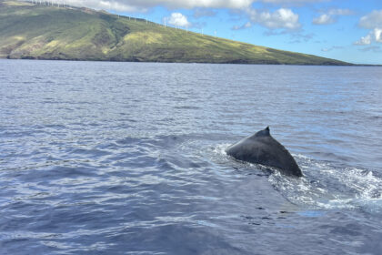 Humpback whale songs follow hidden rhythm during deep dives, research shows
