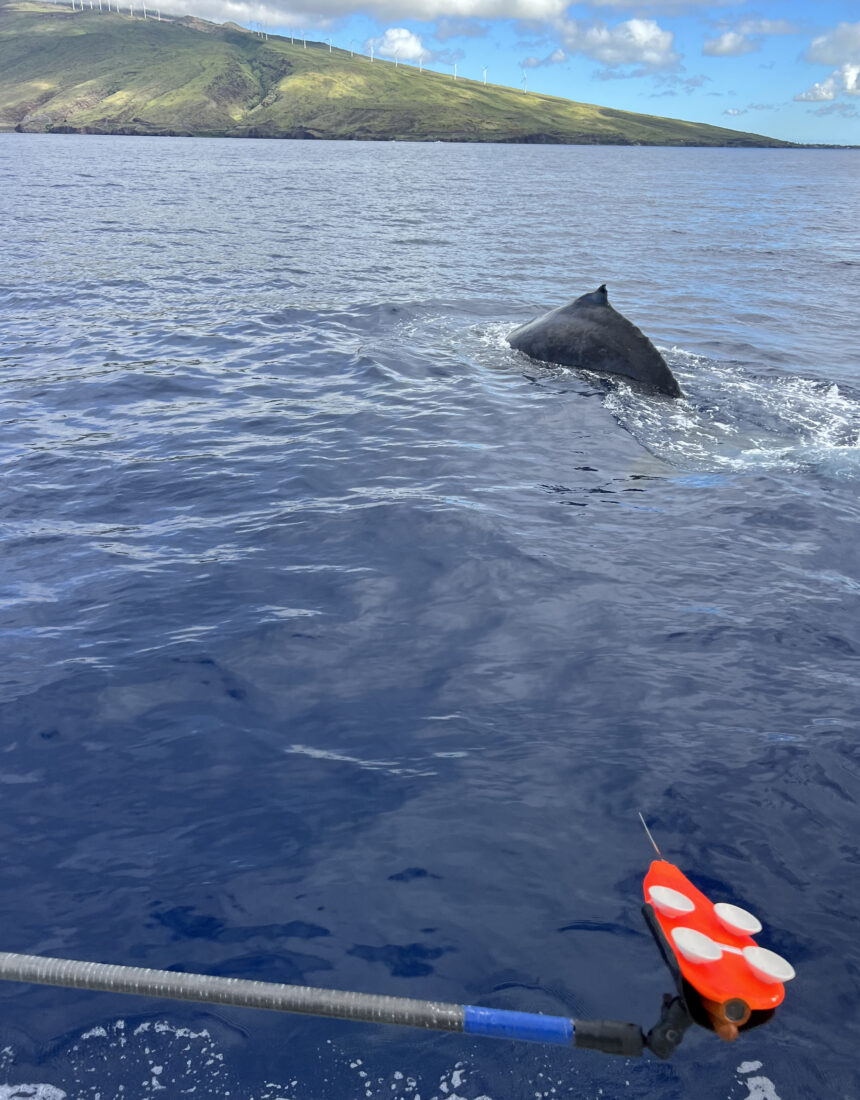 Humpback whale songs follow hidden rhythm during deep dives, research shows