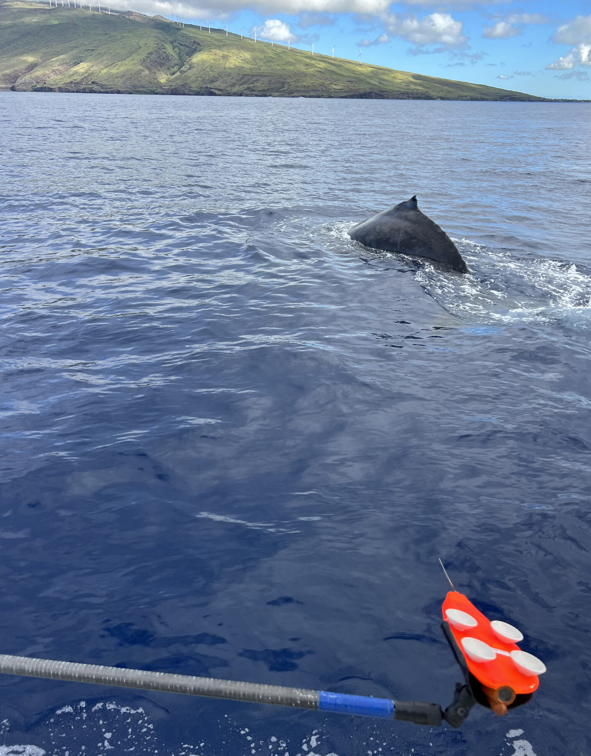 Humpback whale songs follow hidden rhythm during deep dives