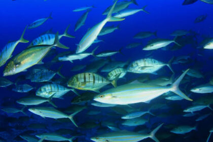 Study raises concerns over heavy metal exposure from popular fish sold in Egypt