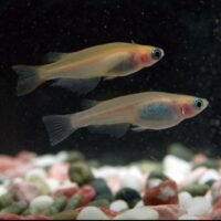 Scientists complete Japanese rice fish genome after two decades, unlocking hidden DNA