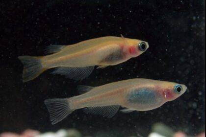 Scientists complete Japanese rice fish genome after two decades, unlocking hidden DNA