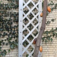 Heavy rainfall threatens cocoa harvests across tropical regions
