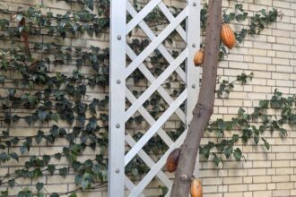 Heavy rainfall threatens cocoa harvests across tropical regions