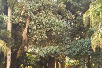 Egypt bans tree felling in nationwide greening drive as cabinet outlines broad policy agenda