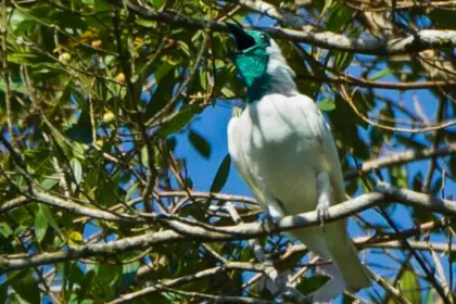 Two birds vie for title of world’s loudest