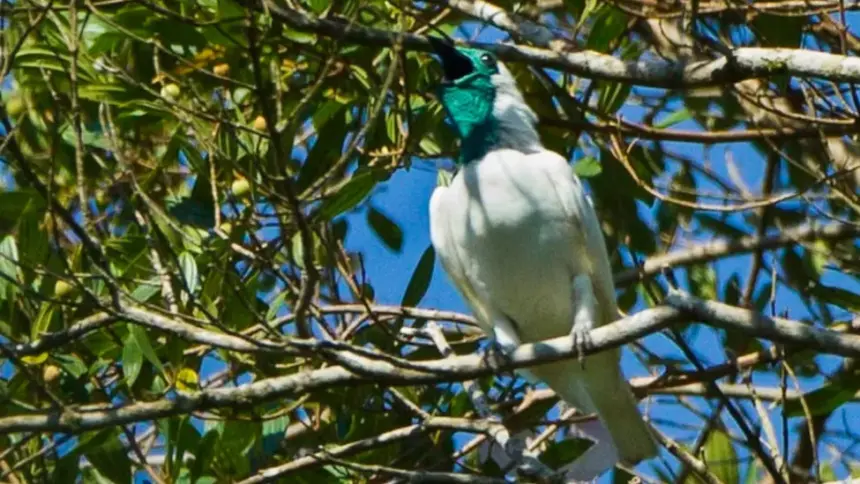 Two birds vie for title of world’s loudest