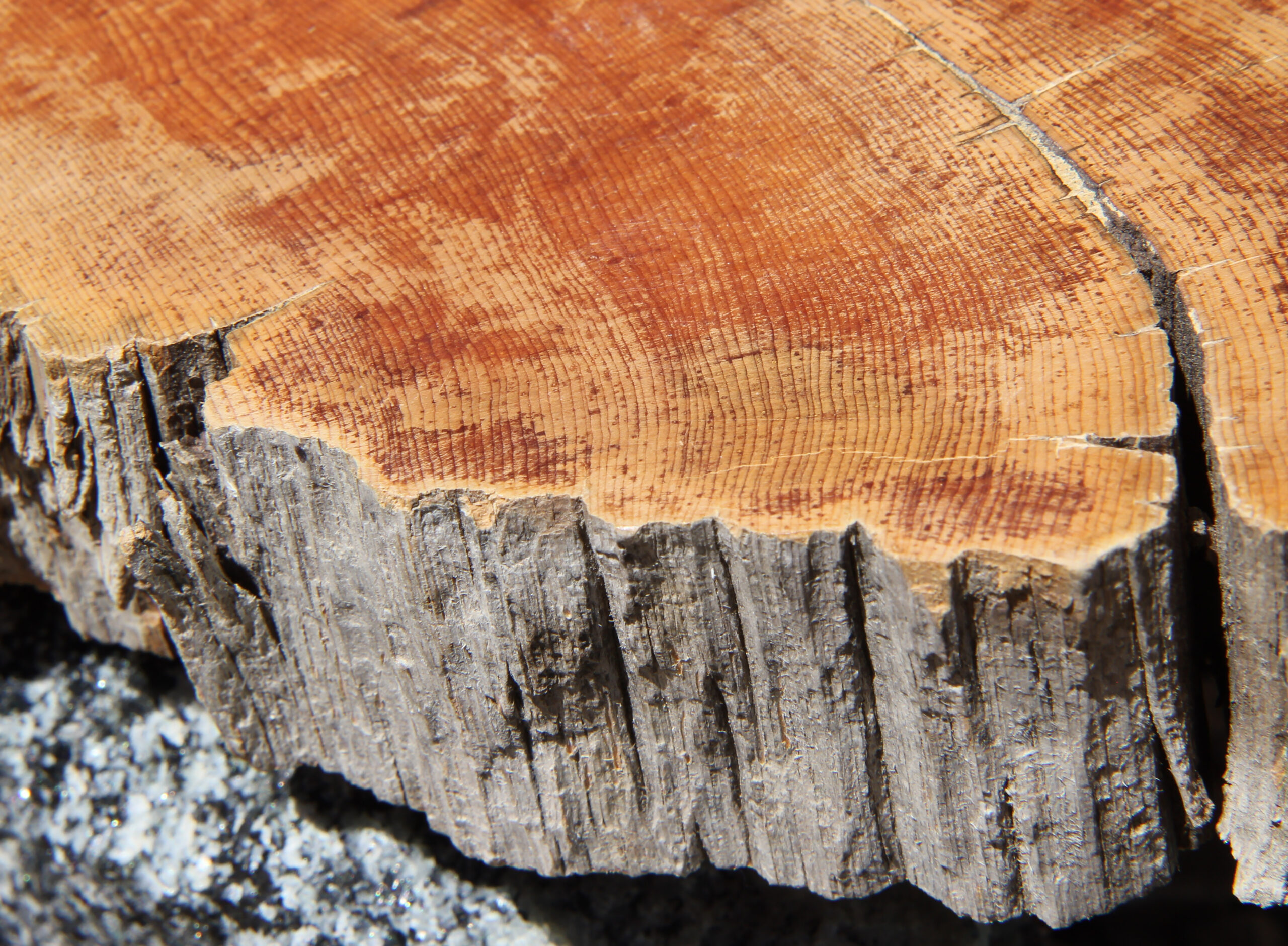 Tree rings, ice cores narrow timeline of Bronze Age Mesopotamia